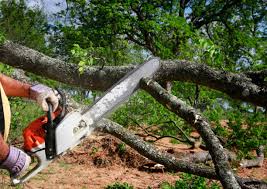 How Our Tree Care Process Works  in Louisville, IL